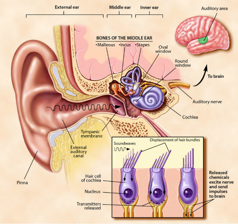 Diagram of the inner ear